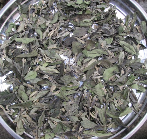 Đọt Ổi Non Cao Cấp