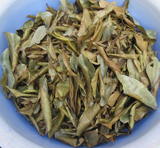 Lá Mãng Cầu Xiêm Khô