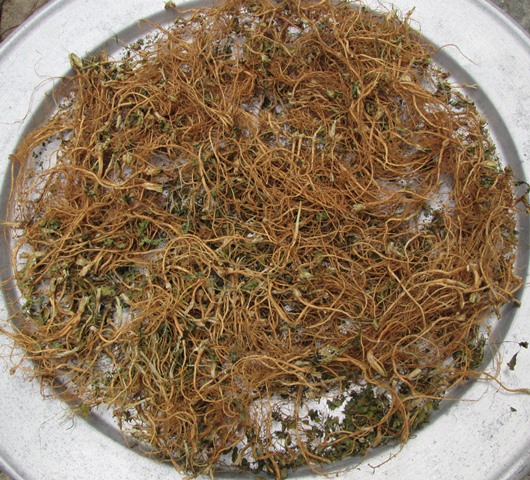 Rễ Ngò Rí Hong Gió Khô Cao Cấp