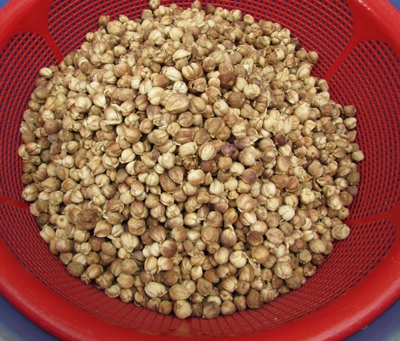 Bạch Đậu Khấu Sạch Cao Cấp