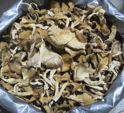 Nấm Bào Ngư Xám Khô Cao Cấp