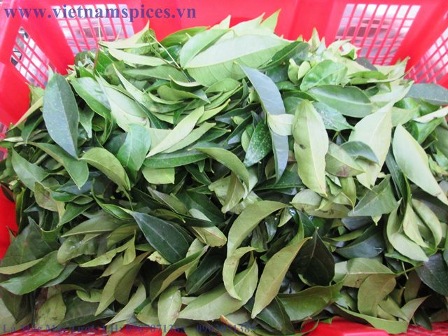 Lá Móc mật Tươi