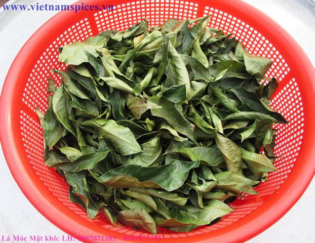 Lá Móc Mật Khô Hong Gió