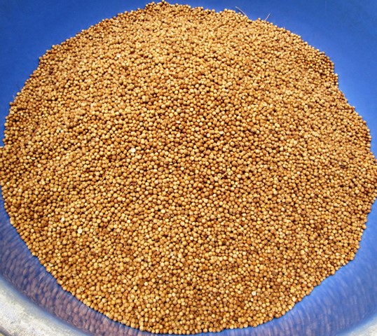 Hạt Ngò Rí Sạch Cao Cấp