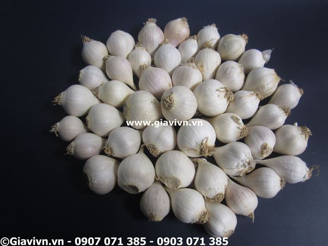 Tỏi Cô Đơn (Tỏi Một Tép) Đảo Lý Sơn Siêu Cao Cấp